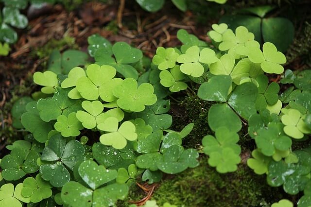How To Get Rid Of Oxalis