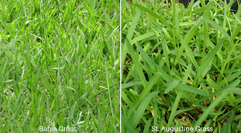 Bahia Grass Vs. St. Augustine Grass