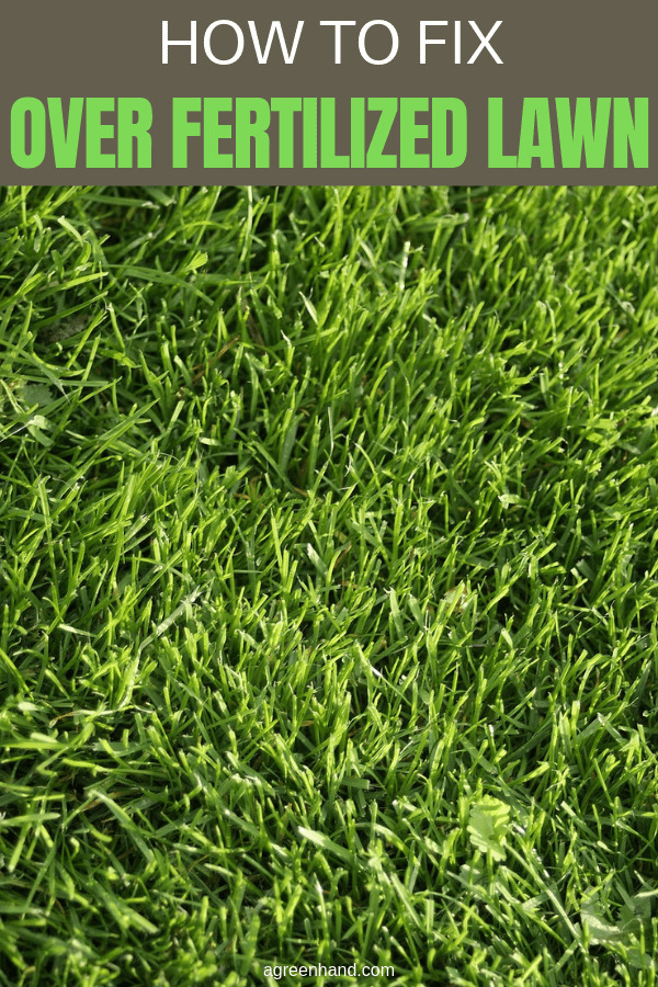 How To Fix Over Fertilized Lawn