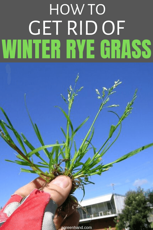 How To Get Rid Of Winter Rye Grass #winterryegrass #agreenhand #getridofgrass