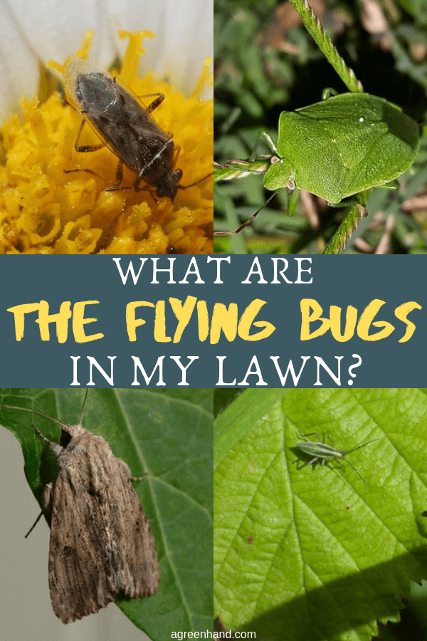 What Are The Flying Bugs In My Lawn