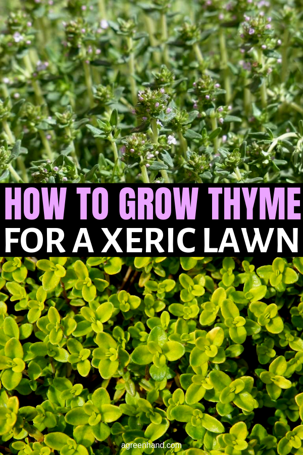 Thyme For A Xeric Lawn