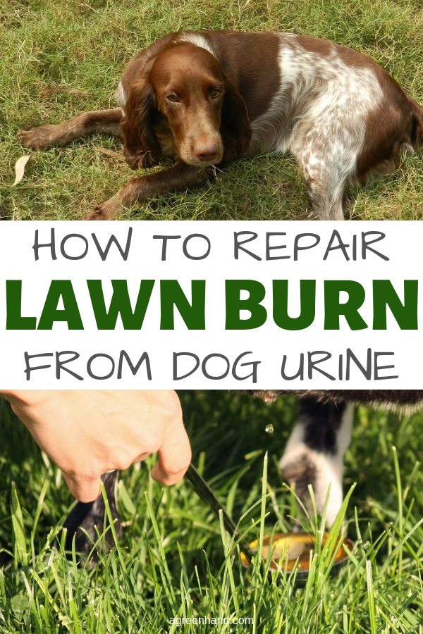 Often homeowners are baffled why they can’t get rid of patchy light brown spots on their lawn. After trying to fix the problem with various fertilizers or lawn insecticides, they finally realize it’s due to dog urine.