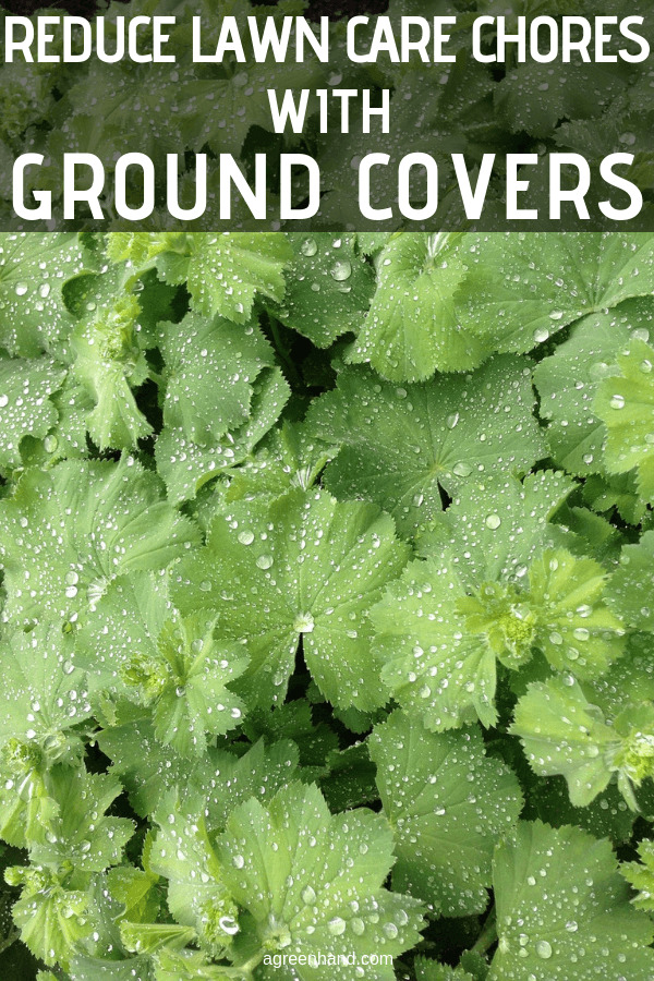 Ground covers are typically used to cover sites where little else will grow, but with a little creative garden design planning these hard-working garden plants are the secret to creating a handsome low maintenance lawn. #agreenhand #lawncare #lawnchores #groundcovers