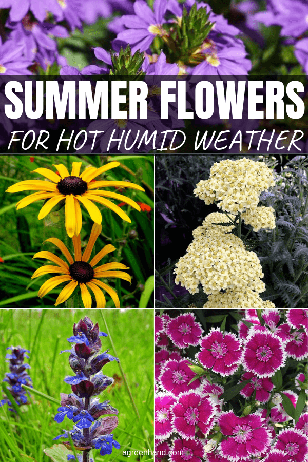 Summer Flowering Plants For Hot Humid Weather