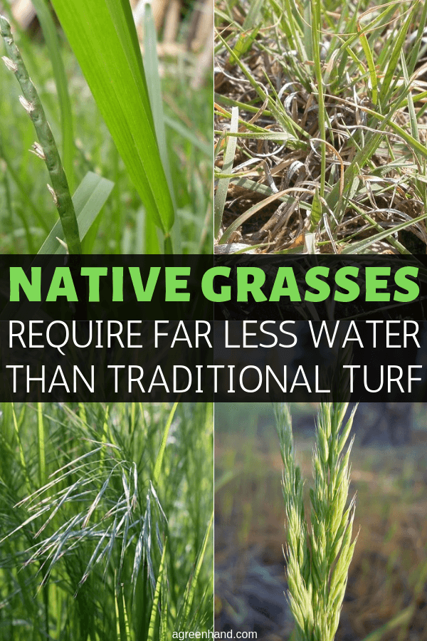 Despite dwindling water supplies, there may still be a way to grow enough verdant parkland to toss that Frisbee around or drum up a game of flag football: replace existing turf with native grasses! #agreenhand #nativegrass #turf #lawngrass #lawncare