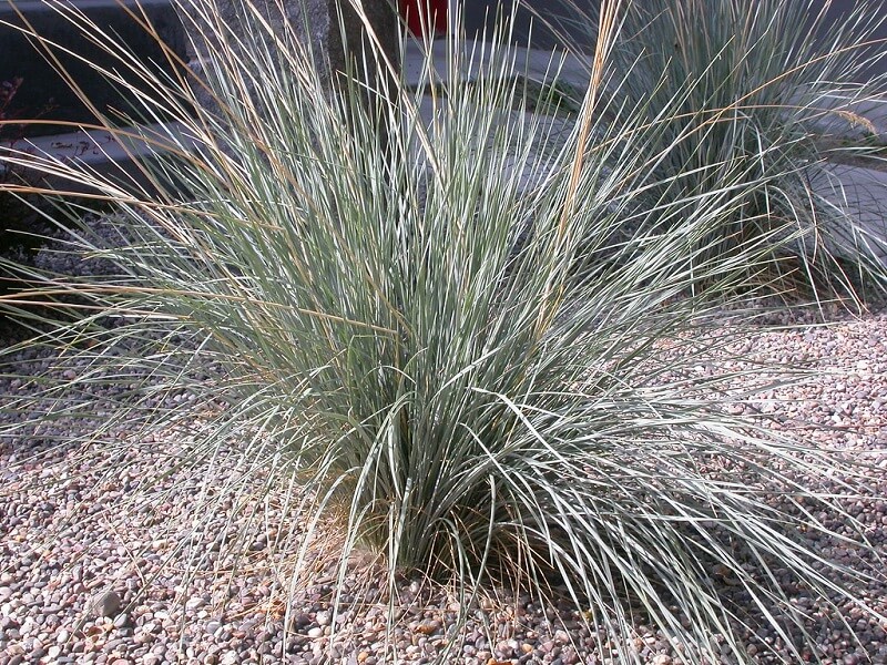 Blue Oatgrass 