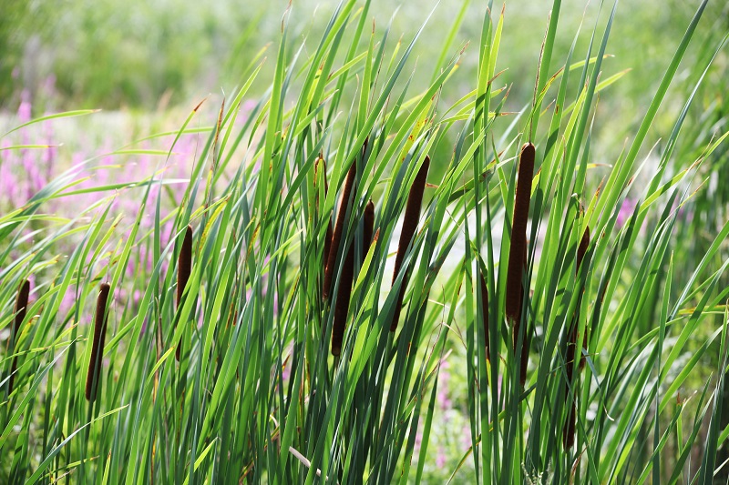 Feather Reed Grass