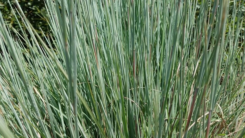 Little Bluestem 