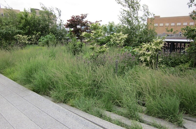 Prairie Dropseed