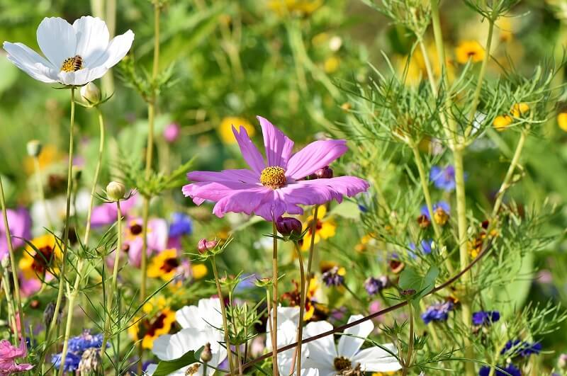 Wildflower Meadow