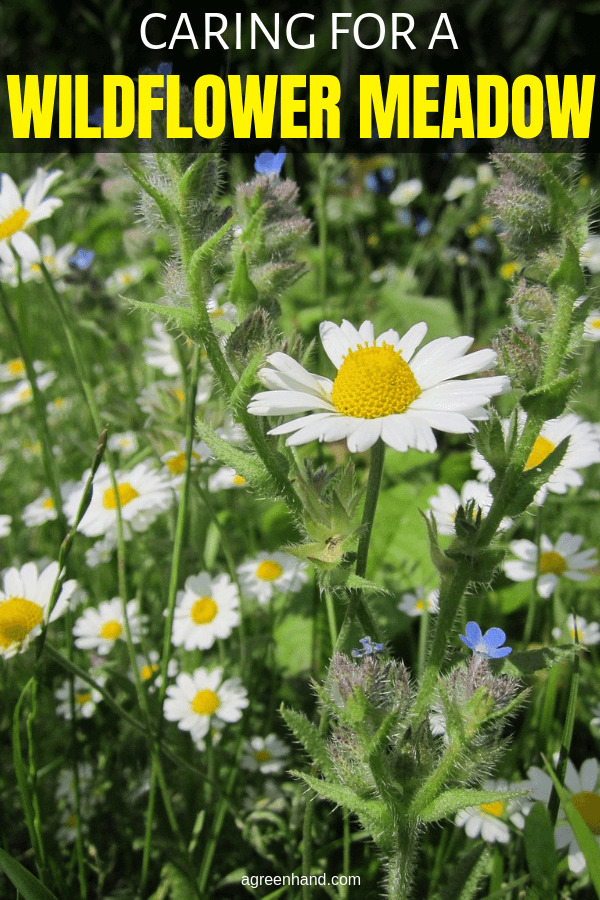 Caring for a Wildflower Meadow