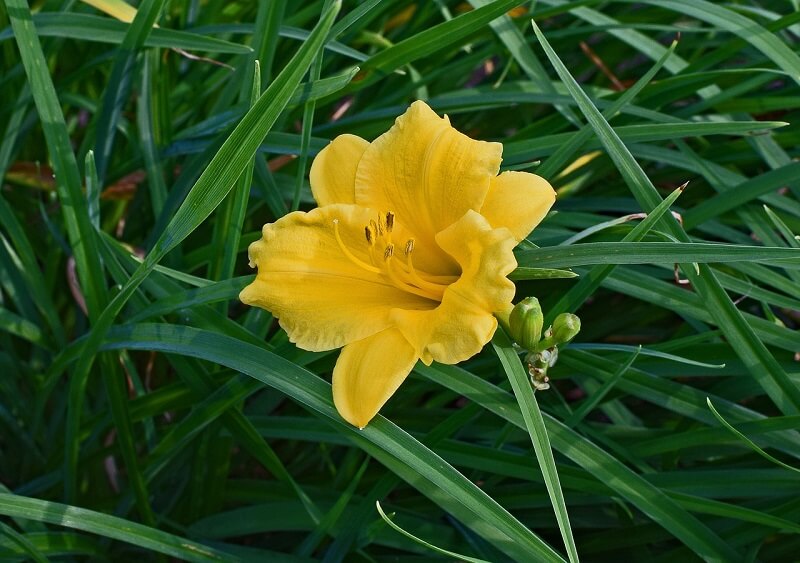 daylily