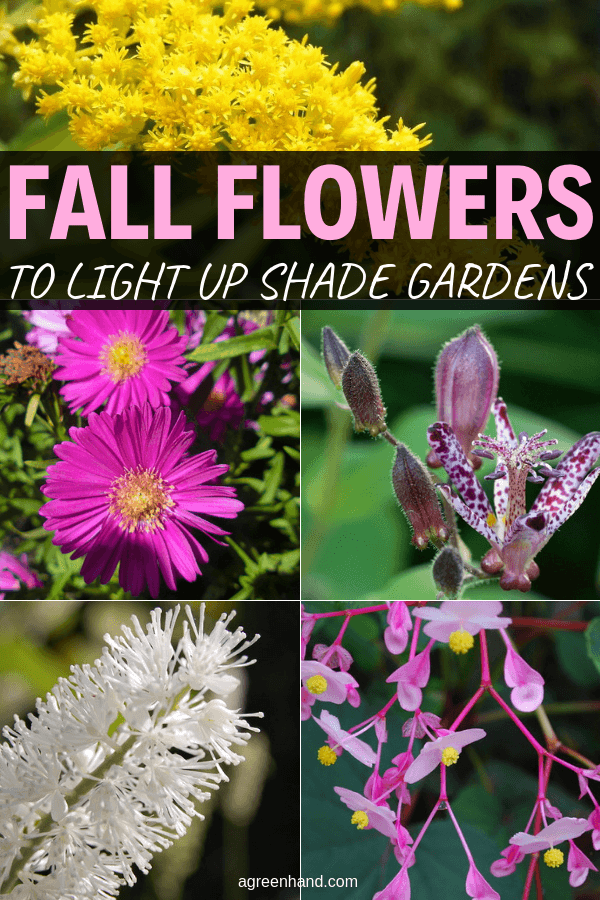 Fall Flowers to Light Up Shade Gardens