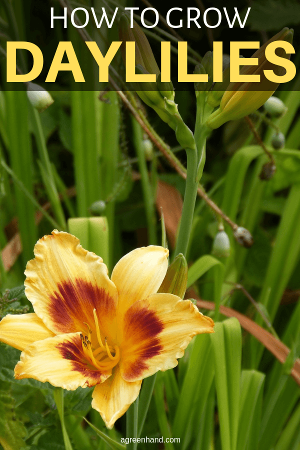 how to grow daylilies