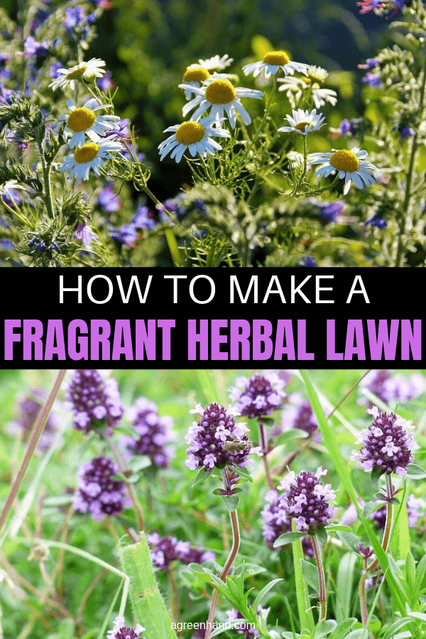 How to Make a Fragrant Herbal Lawn