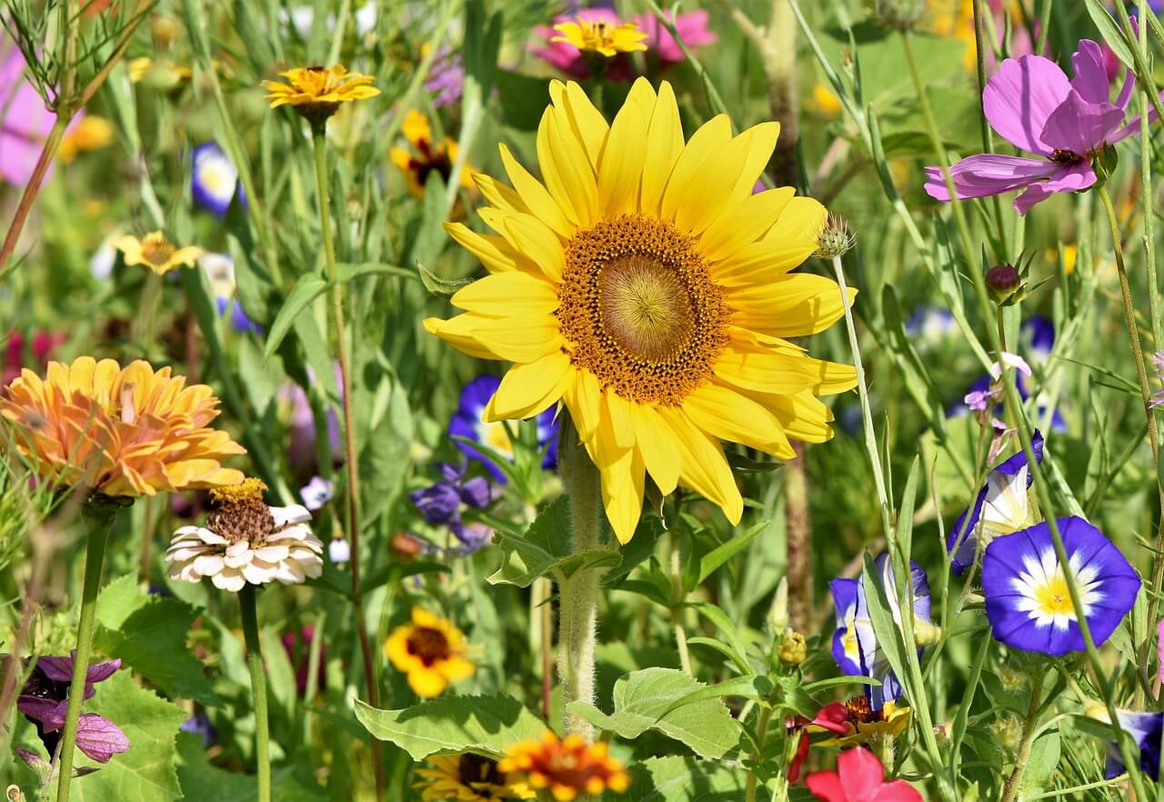 sunflower flowers