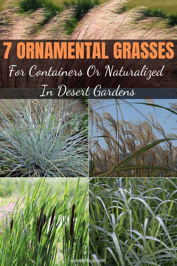 Top Ornamental Grasses For Containers Or Naturalized In Desert Gardens