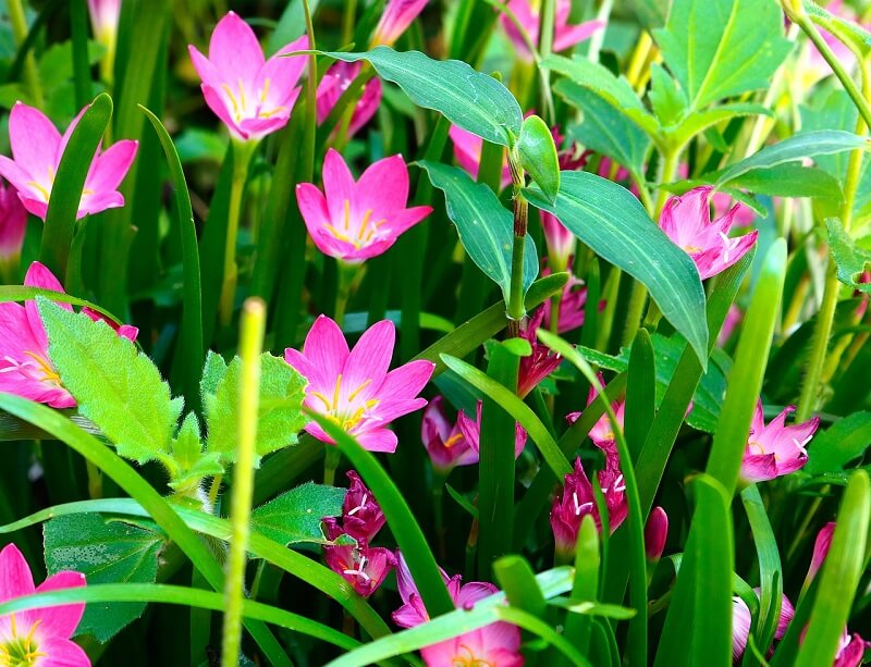 weed flower garden