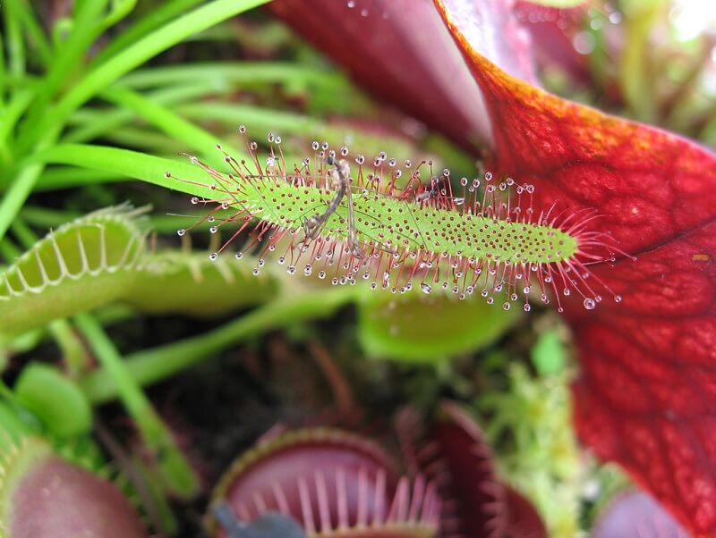 Cape Sundew