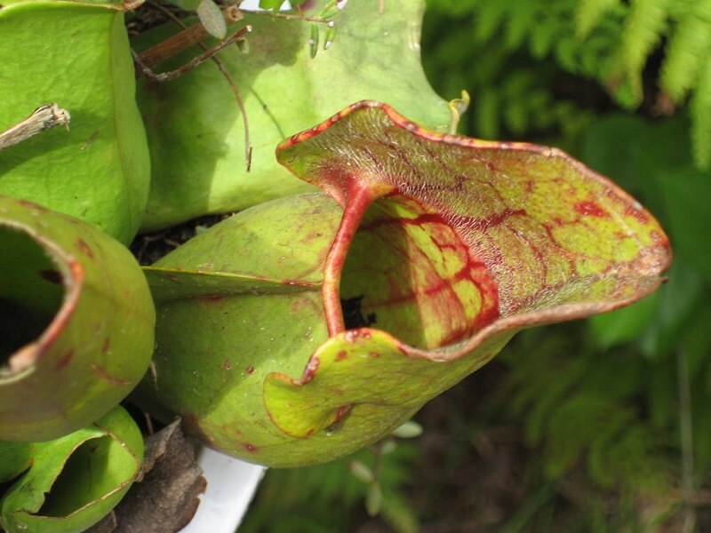 Carnivorous plant