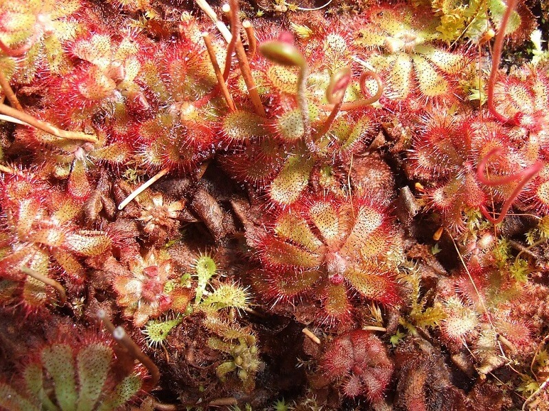 Drosera aliciae