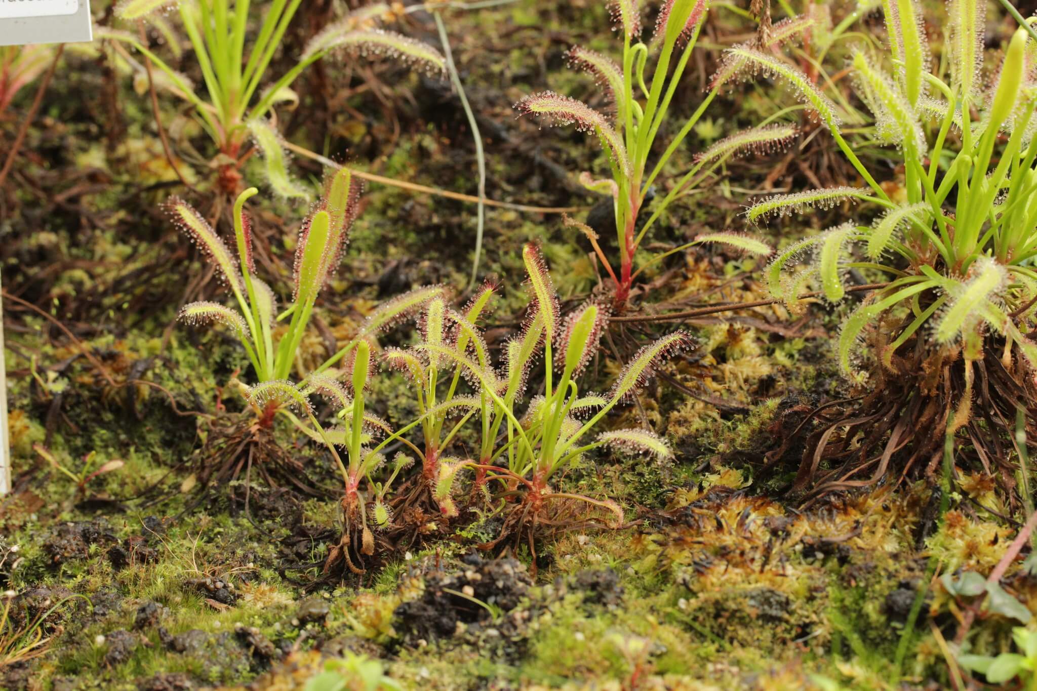 Drosera capensis