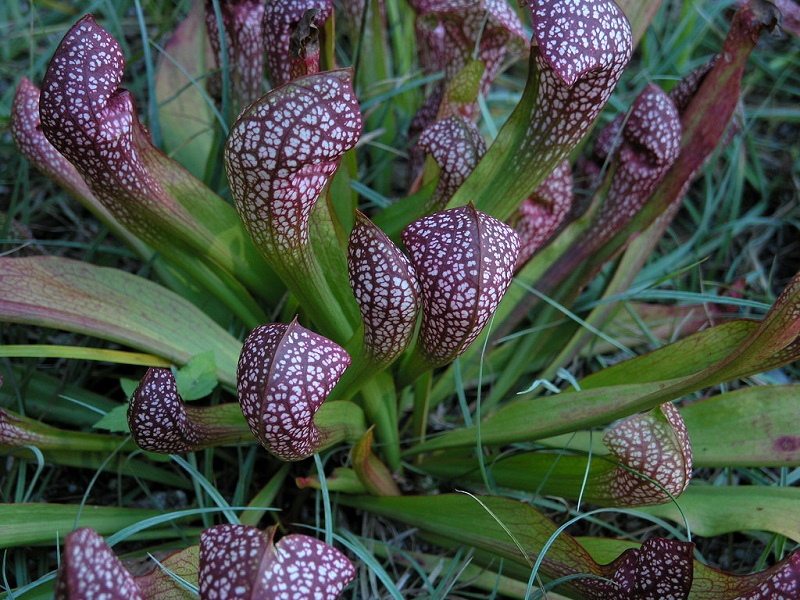 Sarracenia Wrigleyana