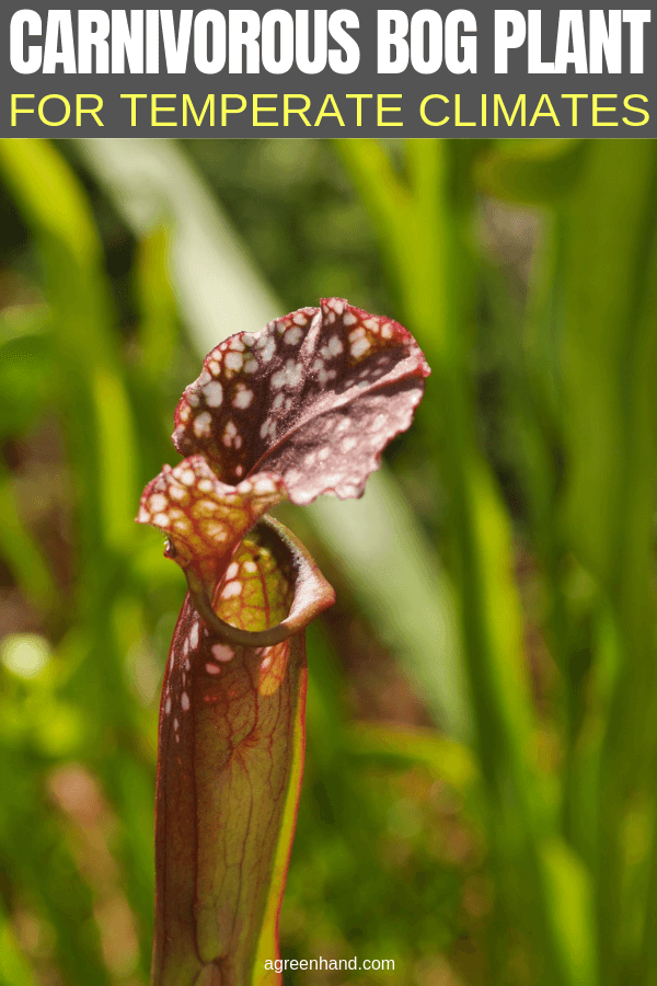 Carnivorous Bog Plant For Temperate Climates