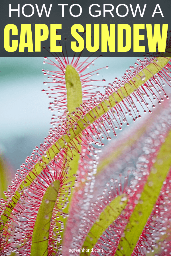 how to grow a cape sundew