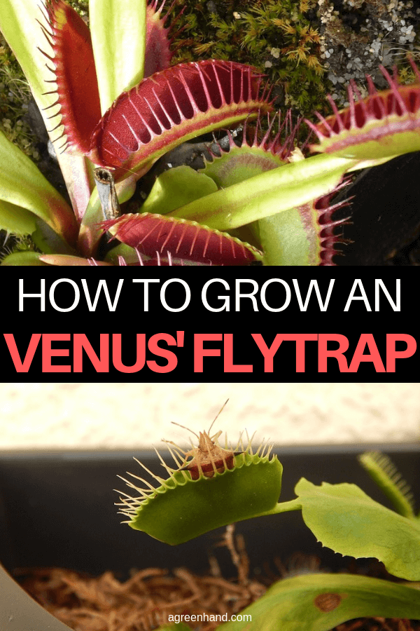 How to Grow a Venus' Flytrap