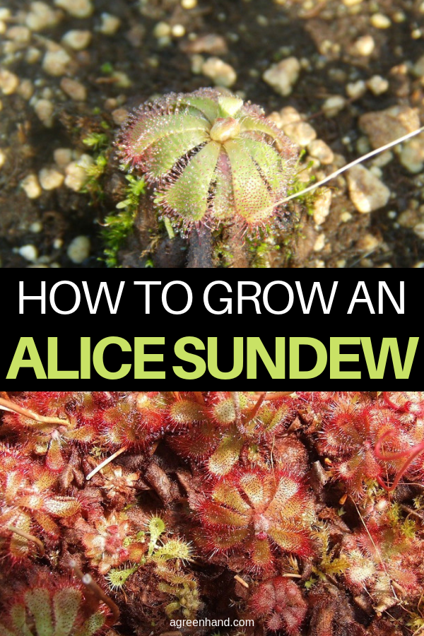 How to Grow an Alice Sundew