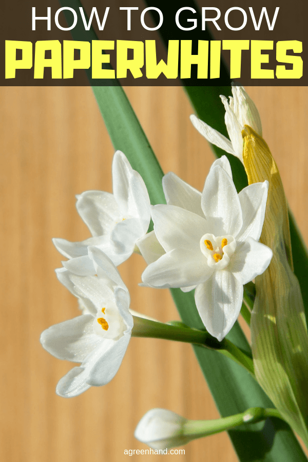 How to Grow Paperwhites