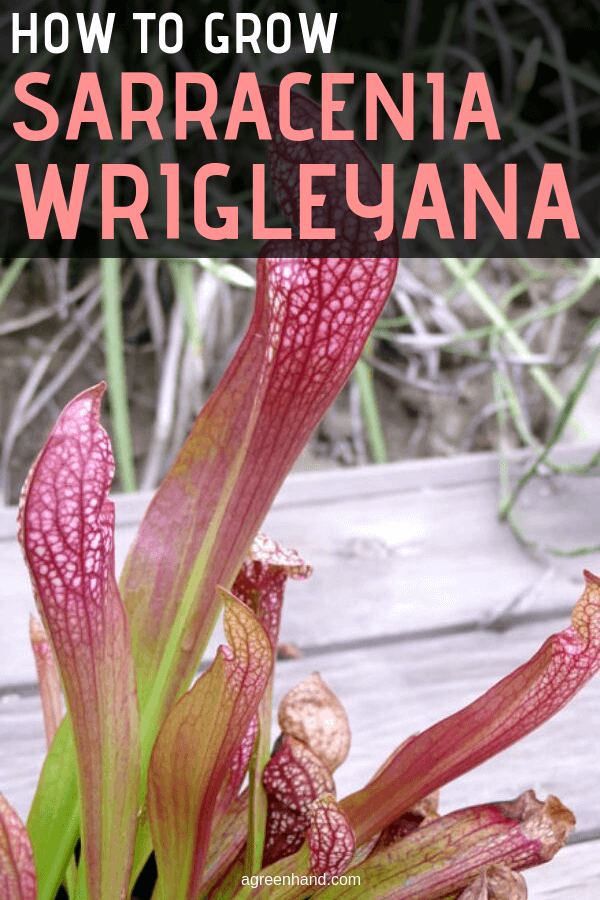 How to Grow Sarracenia Wrigleyana