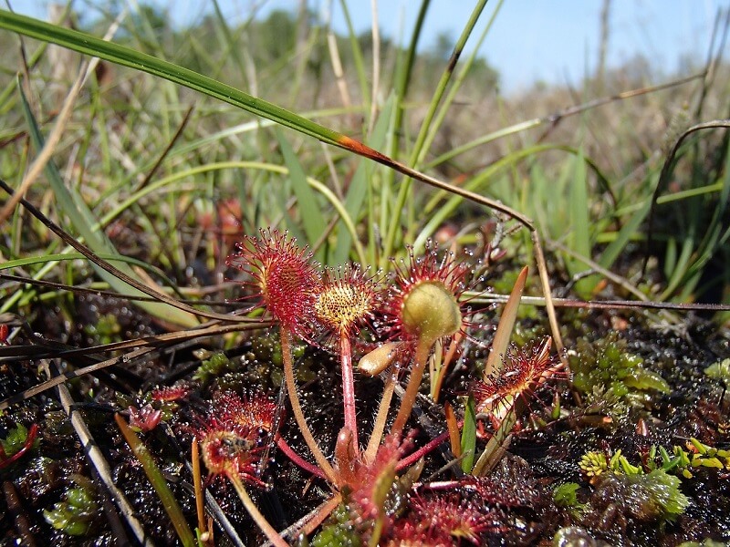 sundew plant carnivorous