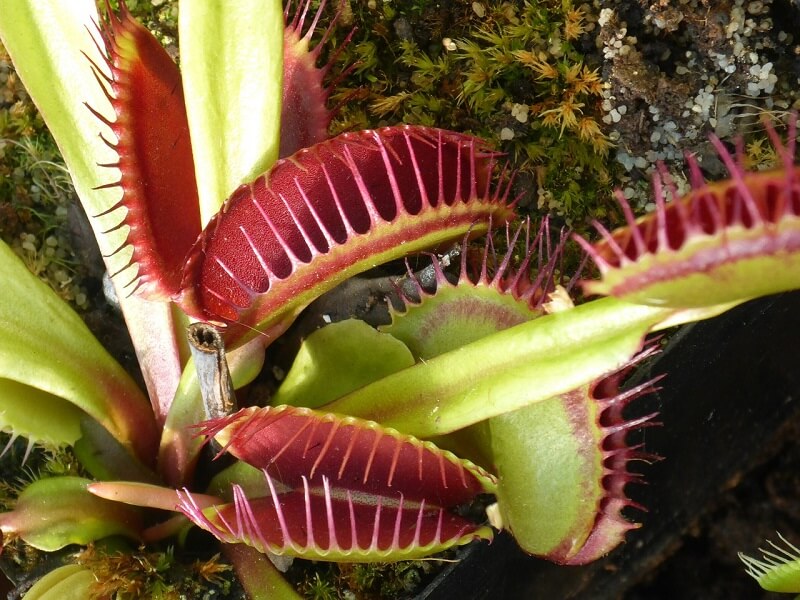 venus flytrap