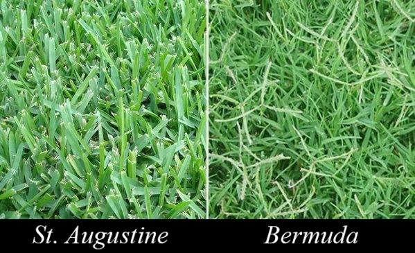 Can You Mix St Augustine And Bermuda Grass AGreenHand