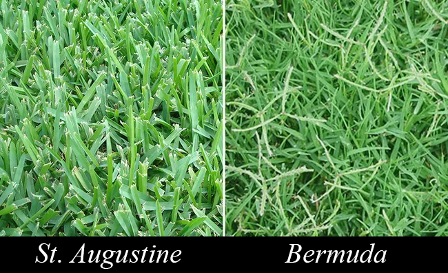 Mix St. Augustine and Bermuda Grass