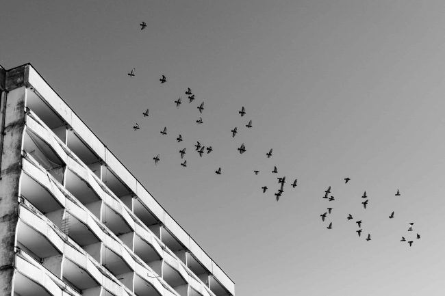 What are the Most Effective Government Buildings’ Bird Control Methods?