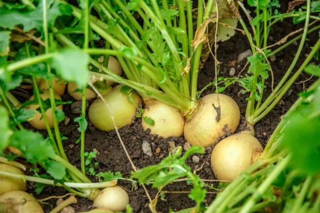 How To Plant Turnips