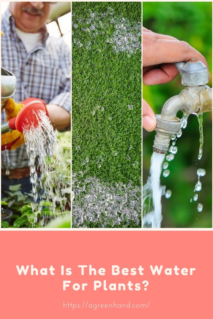 Best Water For Plants