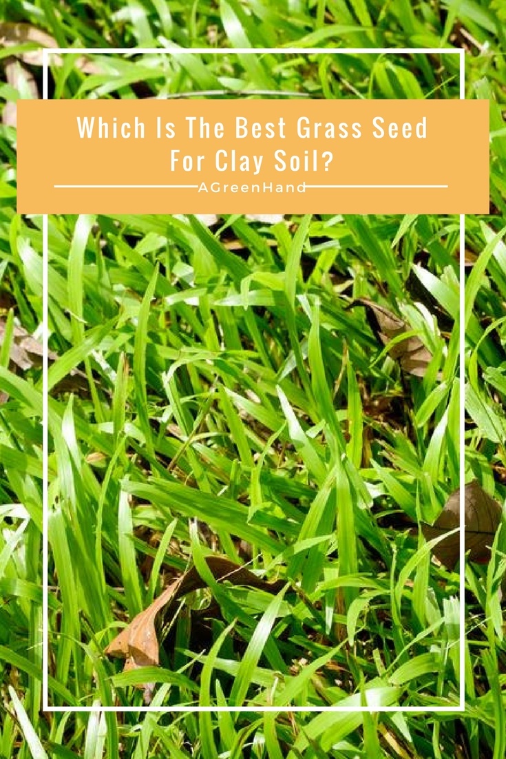 best grass seeds for clay soil