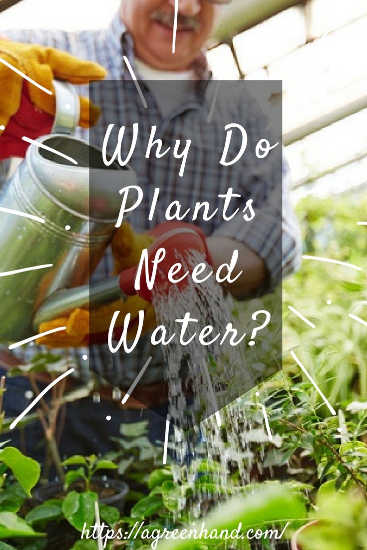 Why Do Plants Need Water 