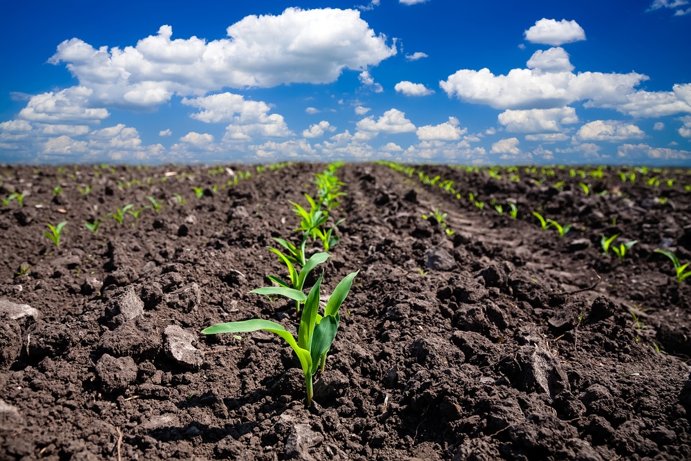 planting in clay soil