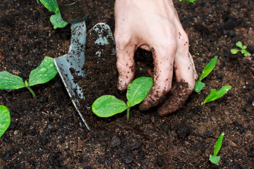 How Does Soil Affect Plant Growth? A Green Hand
