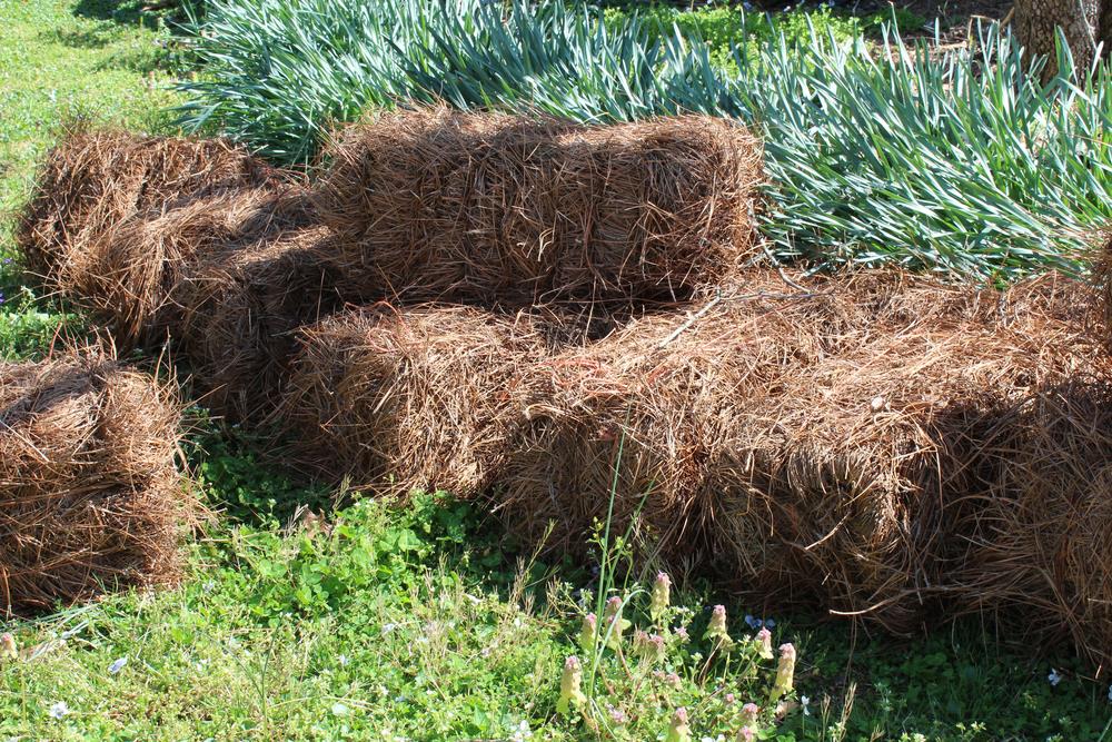 Differences Between Pine Straw And Mulch A Green Hand