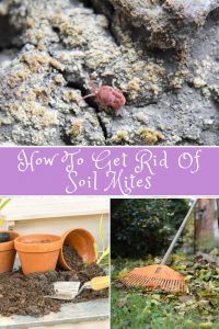 How To Get Rid Of Soil Mites