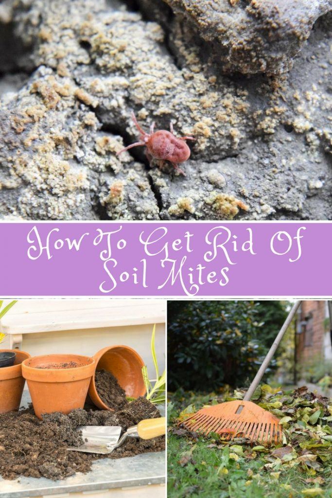 how-to-get-rid-of-soil-mites-agreenhand