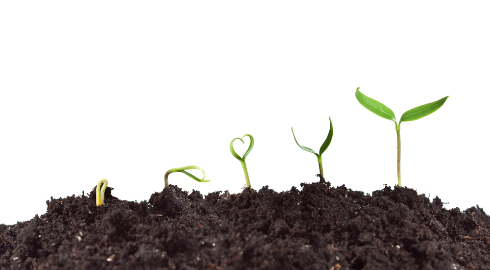 How Does Soil Affect Plant Growth? - A Green Hand