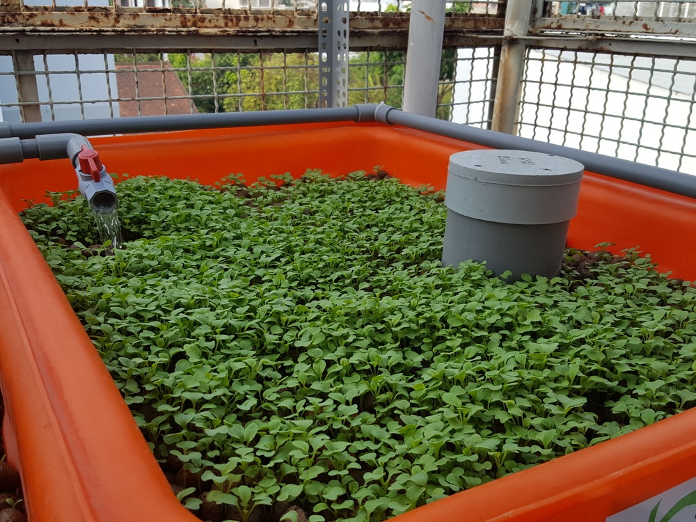How To Get The Best Aquaponics Grow Bed For Your System